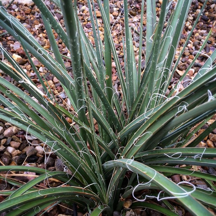 Hesperaloe parviflora Rose des Sables - Rode yucca (Blad)