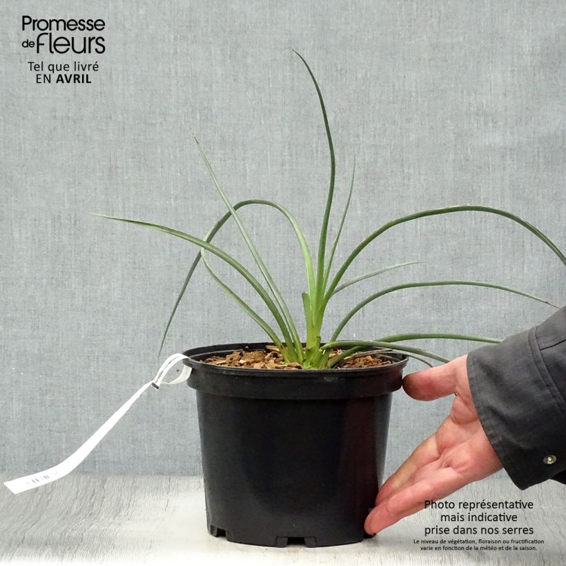 Exemplaar van Hesperaloe parviflora Rose des Sables - Rode yucca Pot van 2 l/3 l zoals geleverd in de lente