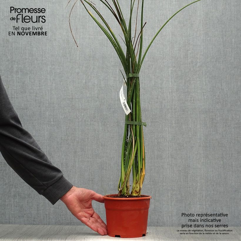 Exemplaar van Hesperaloe parviflora Rose des Sables - Rode yucca Pot van 2 l/3 l zoals geleverd in de herfst