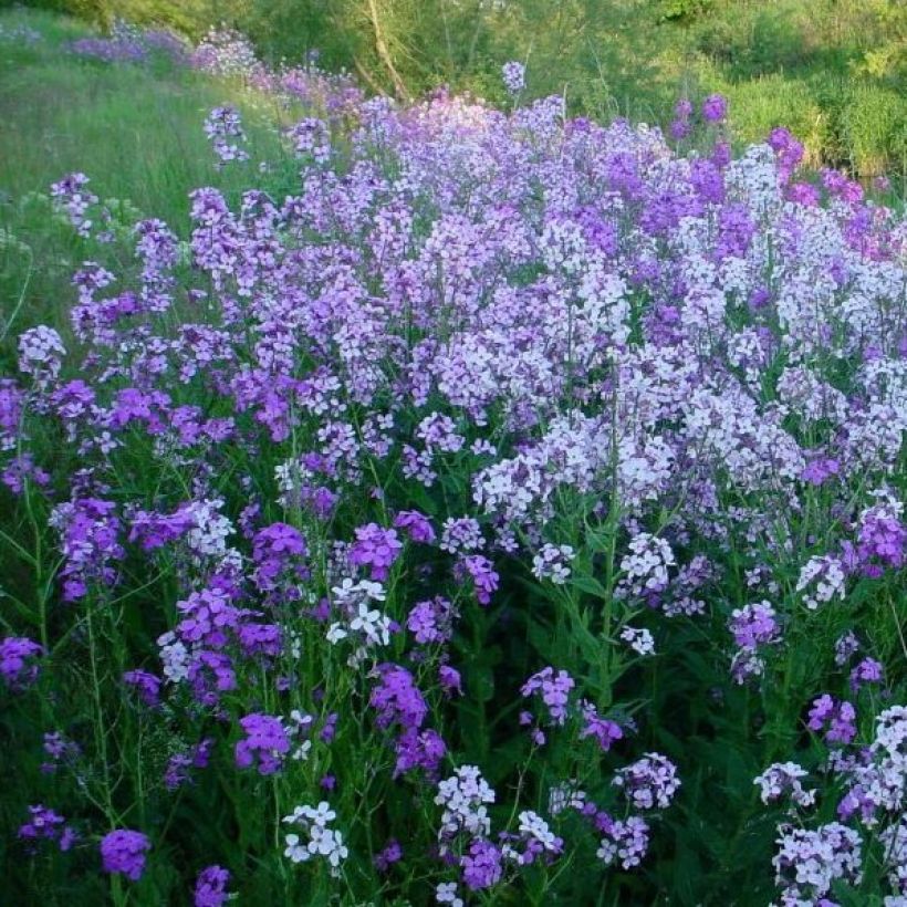 Hesperis matronalis - Damastbloem (Groeiplaats)
