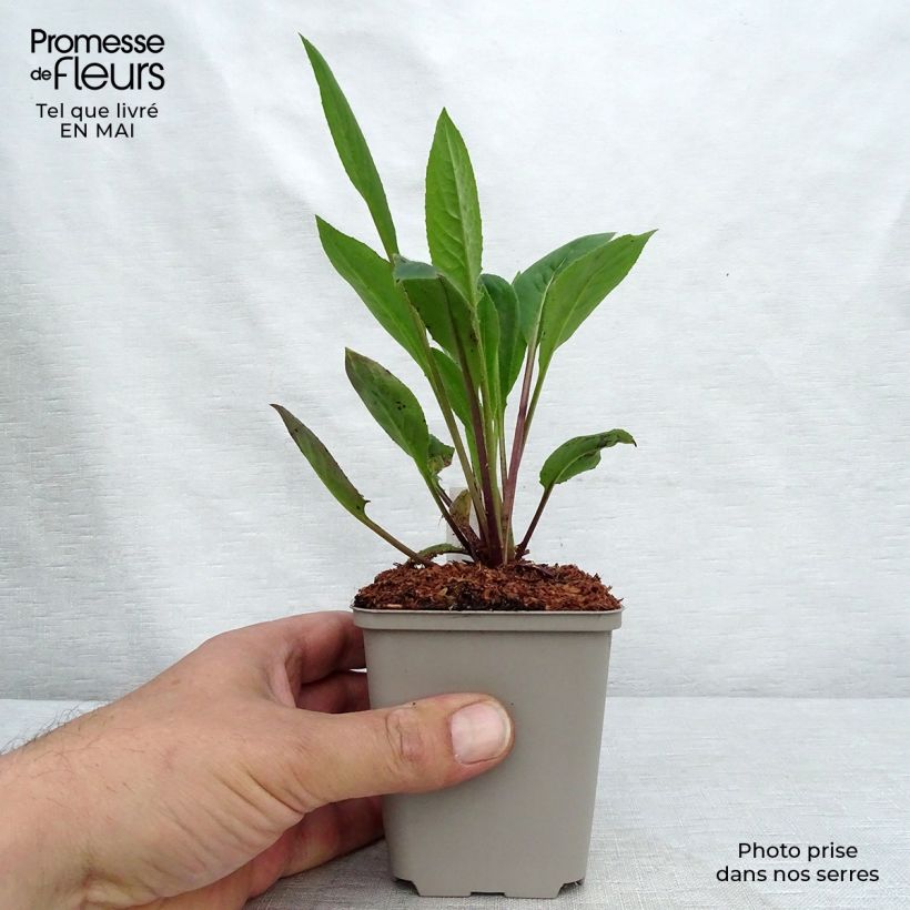 Exemplaar van Hesperis matronalis Alba - Damastbloem Kweekpotje van 8/9 cm zoals geleverd in de lente