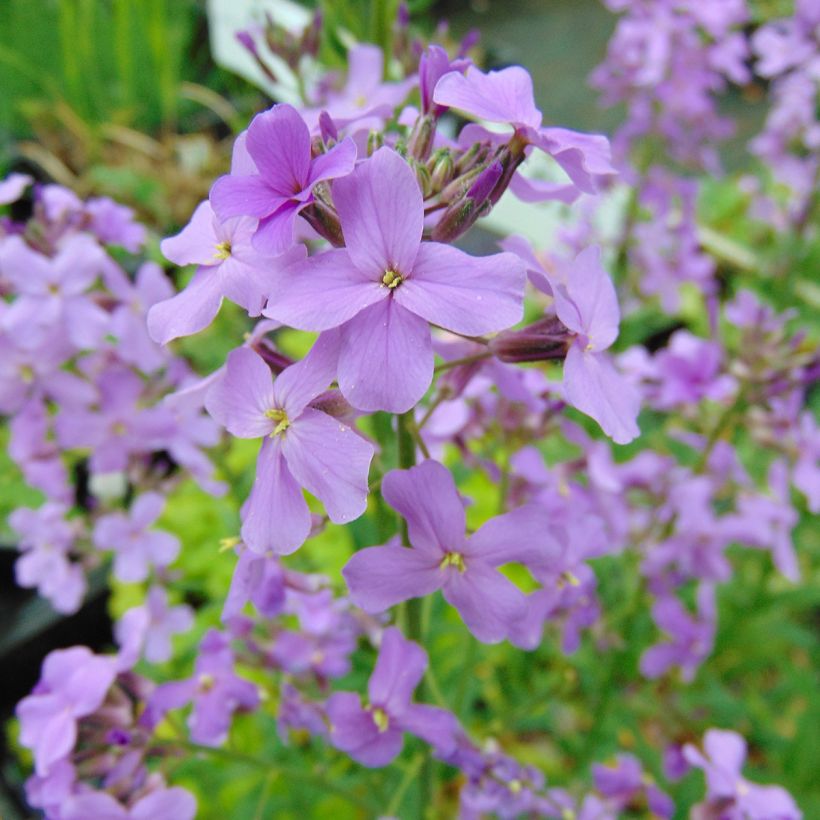 Hesperis matronalis - Damastbloem (Bloei)