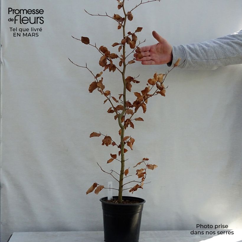Example of Fagus sylvatica - Beuk Pot van 2 l/3 l as you get in printemps