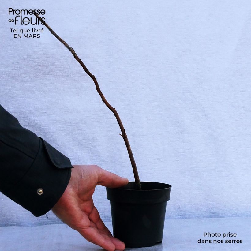 Example of Fagus sylvatica - Beuk Kweekpotje van 8/9 cm as you get in printemps