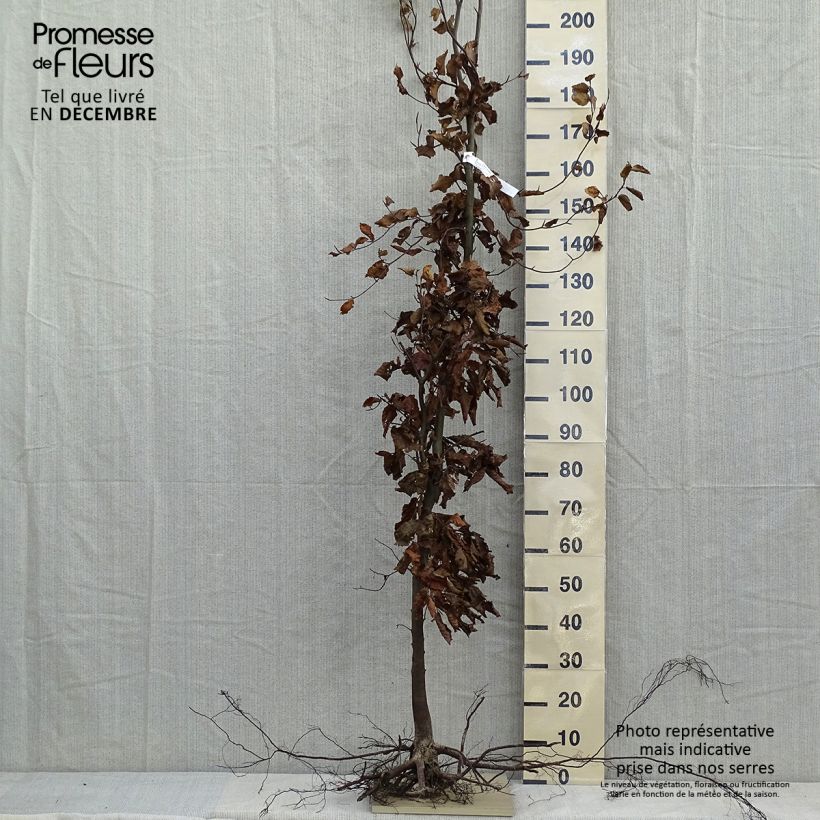 Example of Fagus sylvatica - Beuk Naakte wortel as you get in hiver