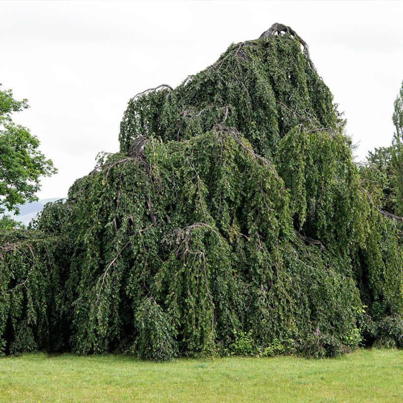 Fagus sylvatica Pendula - Treurbeuk (Groeiplaats)