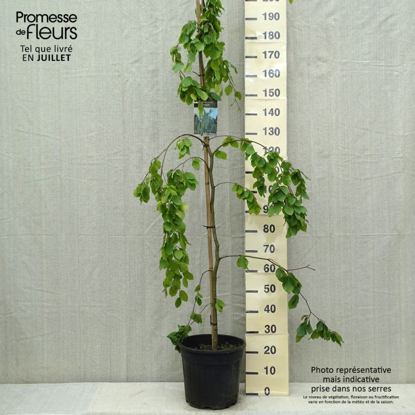 Exemplaar van Fagus sylvatica Pendula - Treurbeuk Pot van 18 l/20 l zoals geleverd in de zomer