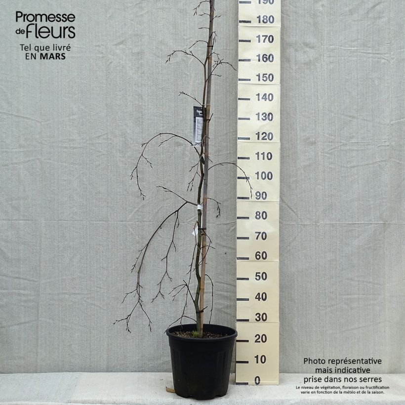 Exemplaar van Fagus sylvatica Pendula - Treurbeuk Pot van 18 l/20 l zoals geleverd in de lente