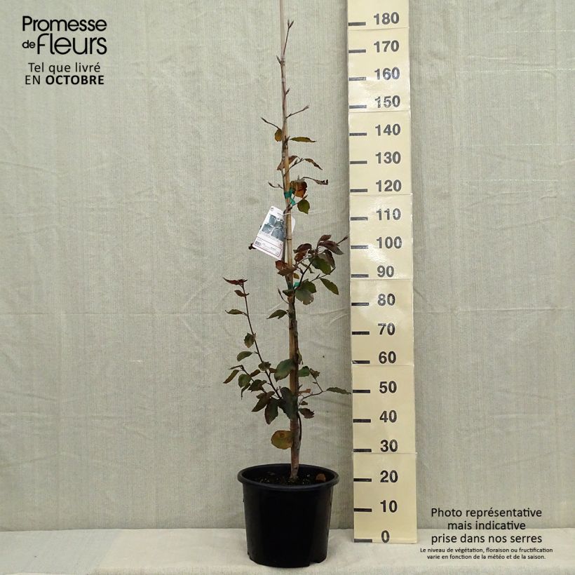 Exemplaar van Fagus sylvatica Riversii - Koperbeuk Pot van 12 l/15 l, Kroonhoogte zoals geleverd in de herfst
