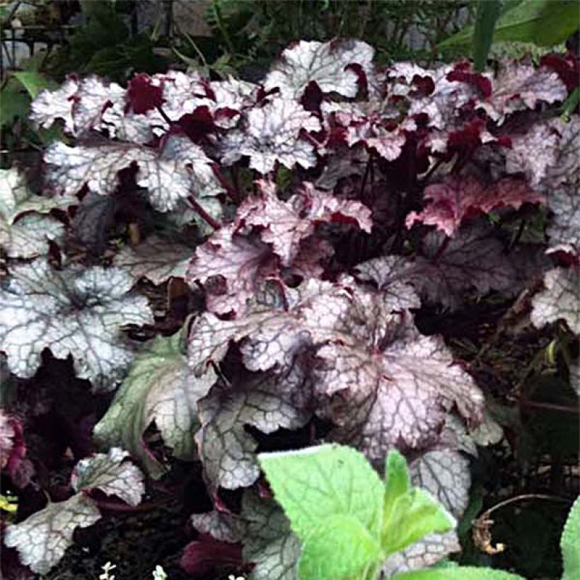 Heuchera Amethyst Myst - Purperklokje (Bloei)