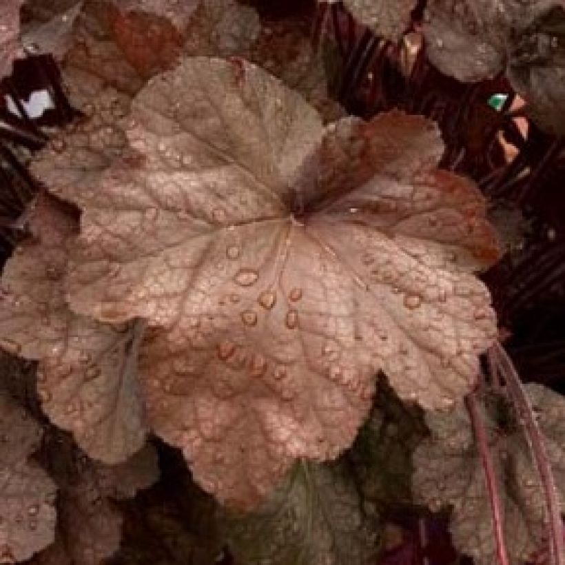 Heuchera Beaujolais - Purperklokje (Blad)