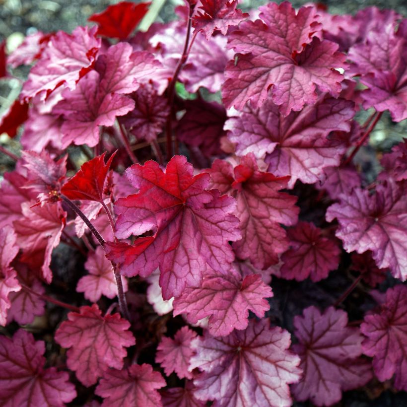 Heuchera Berry Smoothie - Purperklokje (Blad)