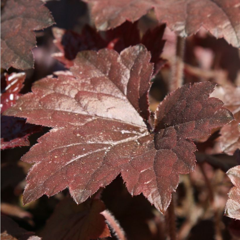 Heuchera Blackout - Purperklokje (Blad)