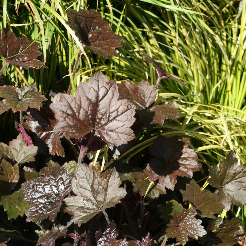 Heuchera Blackout - Purperklokje (Groeiplaats)