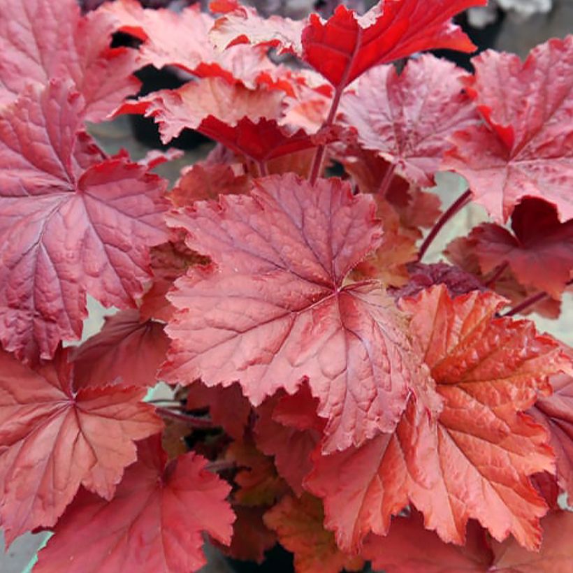 Heuchera Bloody Dinosaur - Purperklokje (Blad)