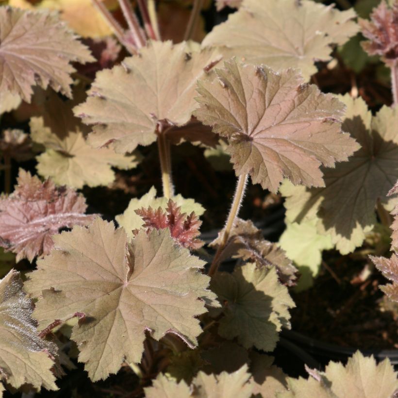 Heuchera Bronze Beauty - Purperklokje (Blad)