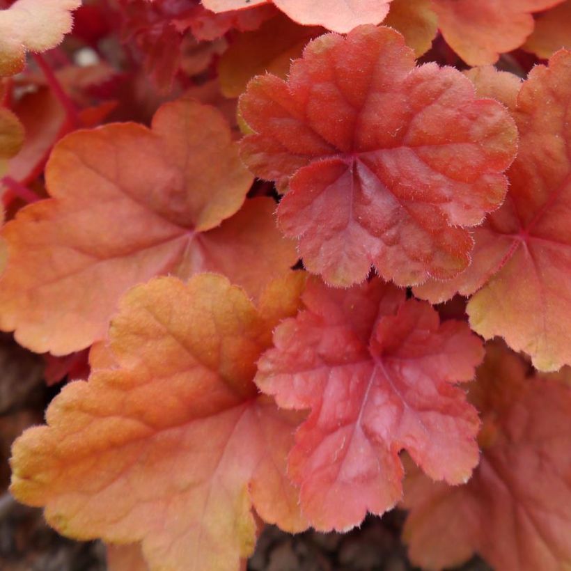 Heuchera Caribbean Sea - Purperklokje (Blad)