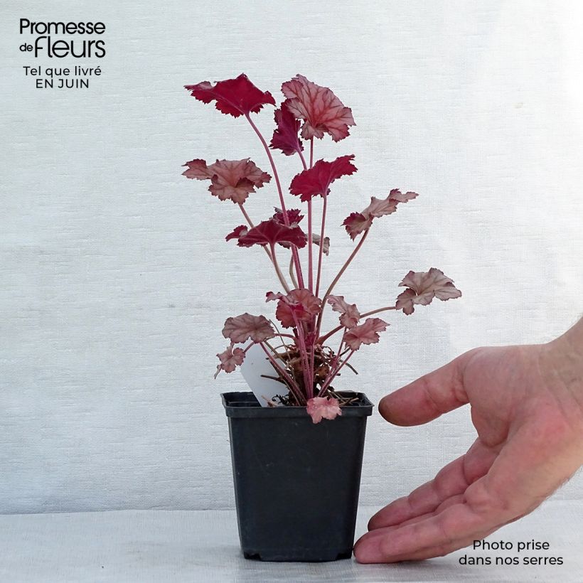 Exemplaar van Heuchera Caribbean Sea - Purperklokje Kweekpotje van 8/9 cm zoals geleverd in de zomer