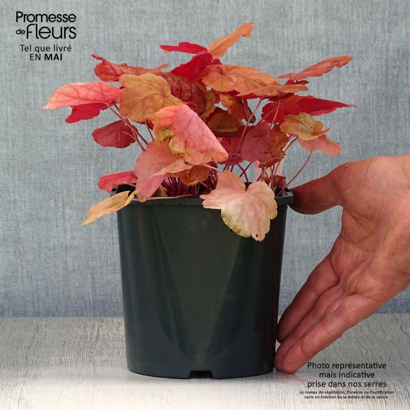 Exemplaar van Heuchera Caribbean Sea - Purperklokje Pot van 2 l/3 l zoals geleverd in de lente