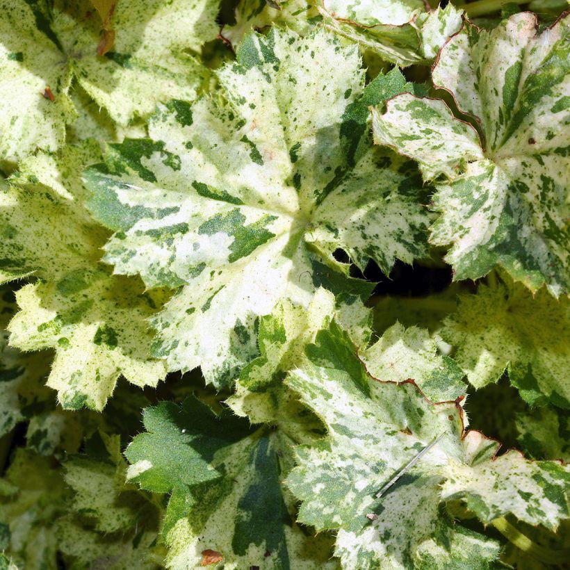 Heuchera Coral Cloud - Purperklokje (Blad)