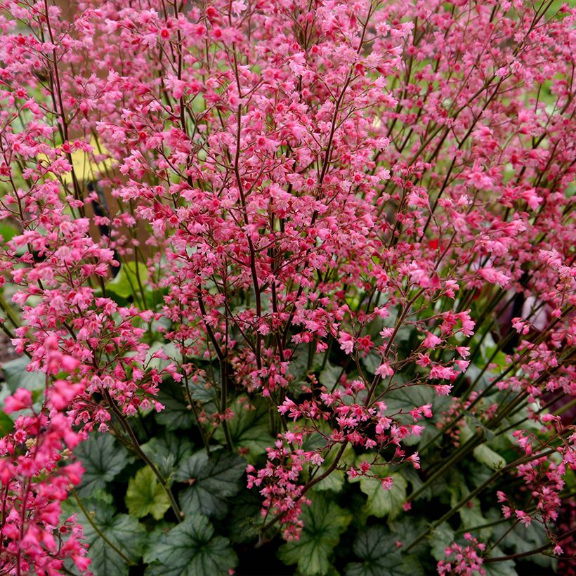 Heuchera Flower Power - Purperklokje (Groeiplaats)