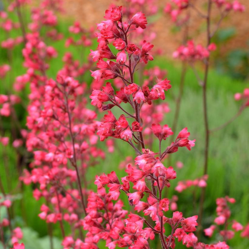 Heuchera Flower Power - Purperklokje (Bloei)