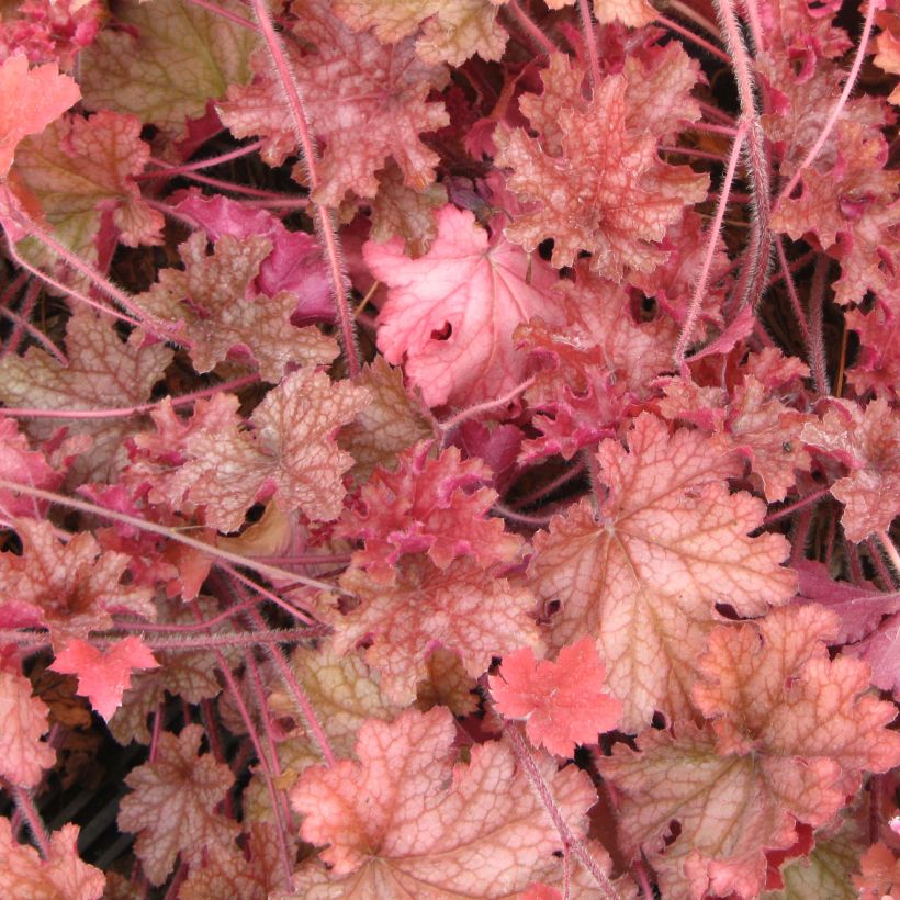 Heuchera Ginger Peach - Purperklokje (Blad)