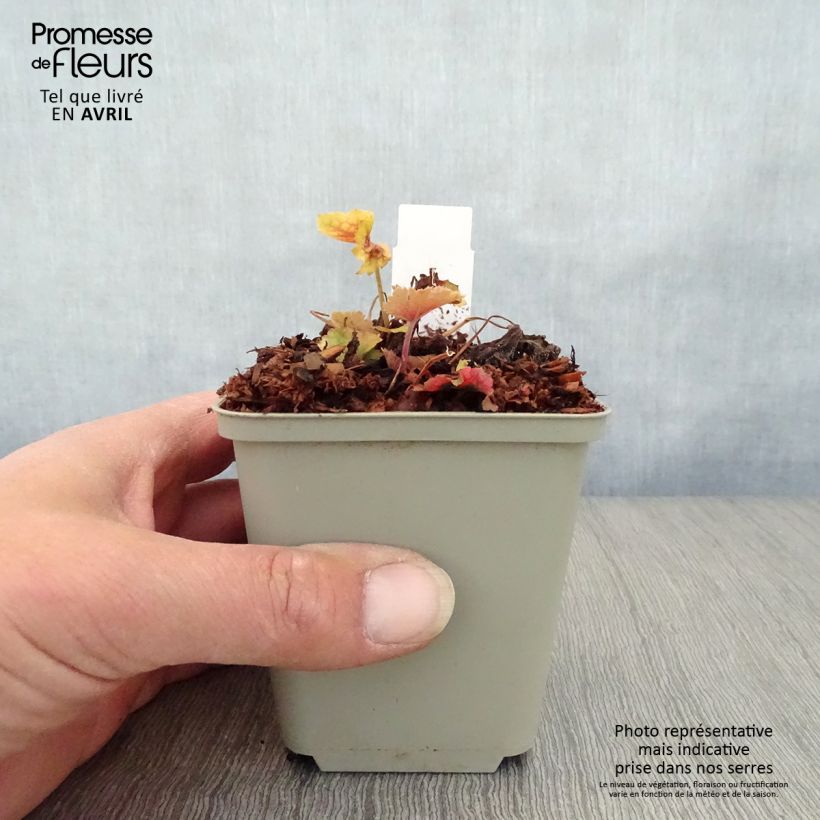 Exemplaar van Heuchera Happy Flames - Purperklokje Kweekpotje van 8/9 cm zoals geleverd in de lente