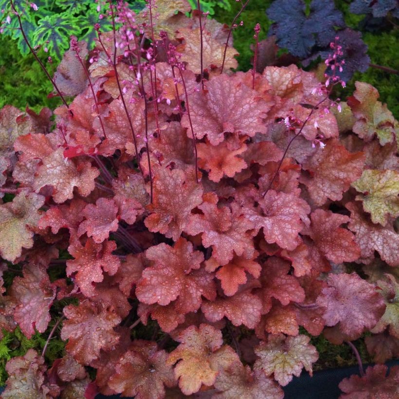 Heuchera Indian Summer Cranberry - Purperklokje (Blad)