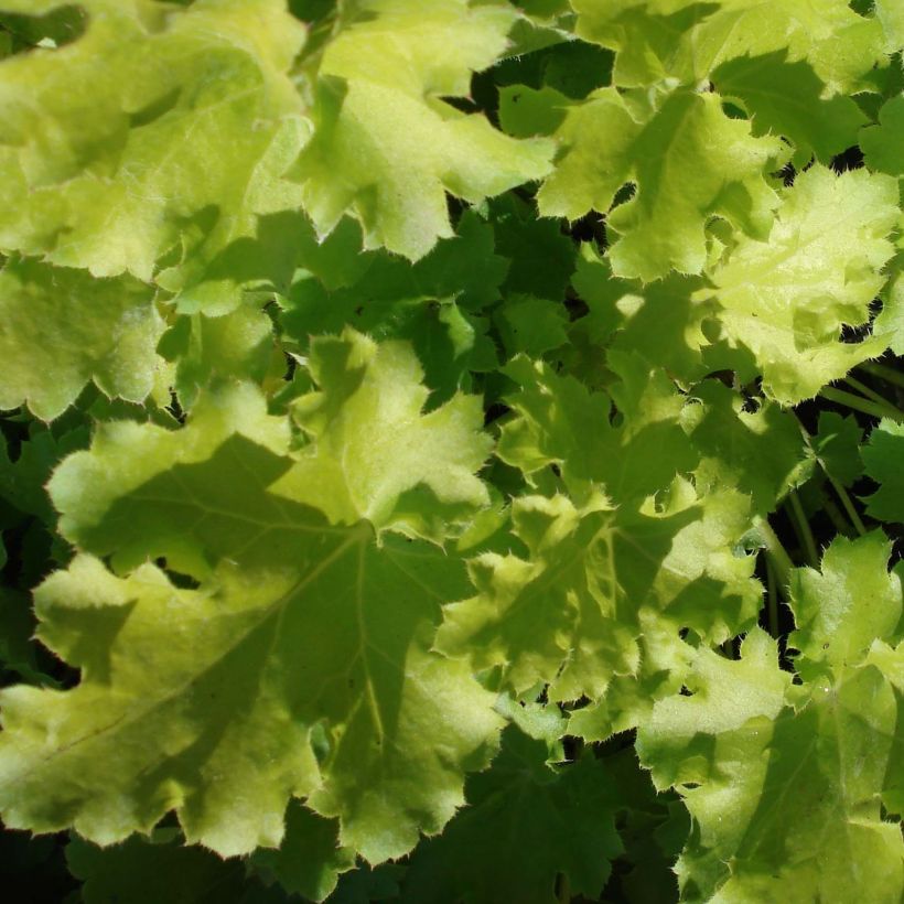 Heuchera Lime Rickey - Purperklokje (Blad)