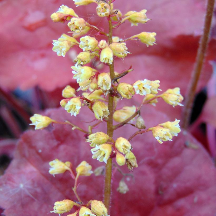 Heuchera Little Cutie Blondie - Purperklokje (Bloei)
