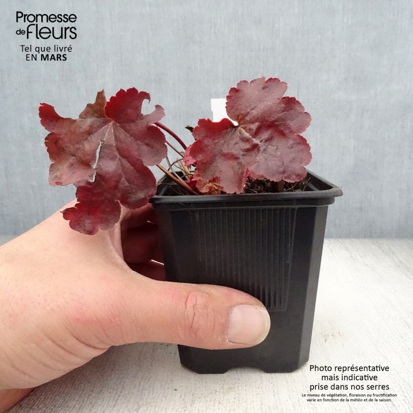 Exemplaar van Heuchera Little Cutie Blondie - Purperklokje Kweekpotje van 8/9 cm zoals geleverd in de lente