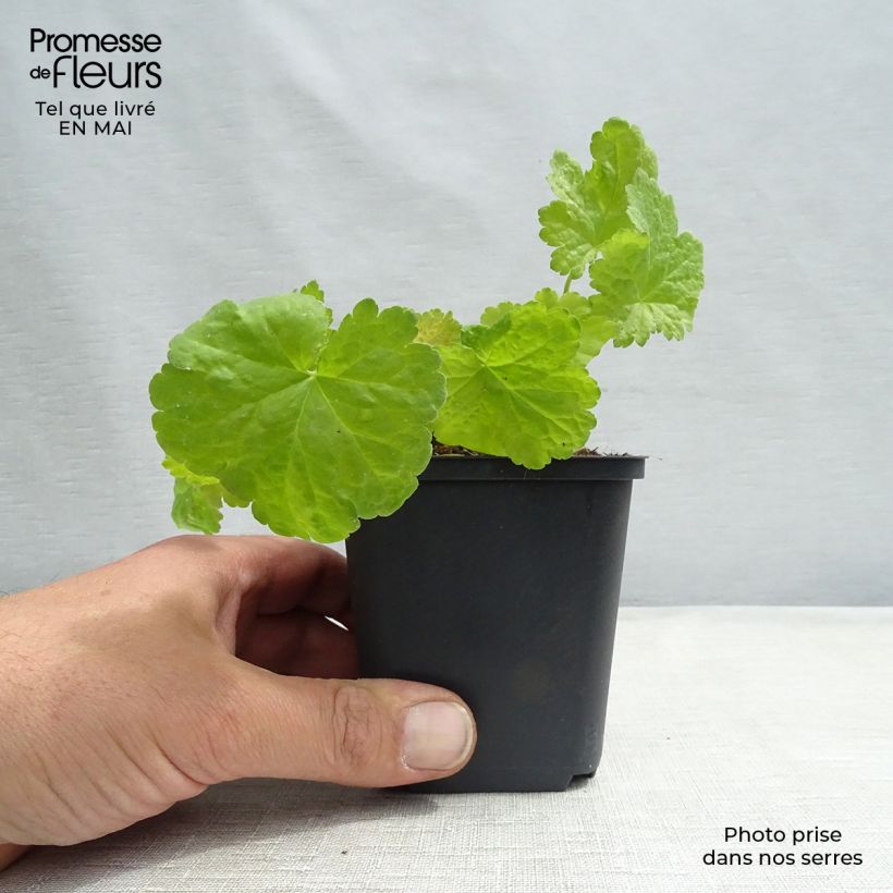 Exemplaar van Heuchera Little Cuties Sweet Tart - Purperklokje Kweekpotje van 8/9 cm zoals geleverd in de lente