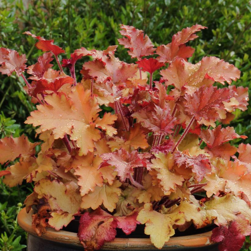 Heuchera Marmelade - Purperklokje (Groeiplaats)