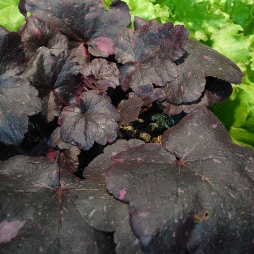 Heuchera Midnight Rose - Purperklokje (Blad)