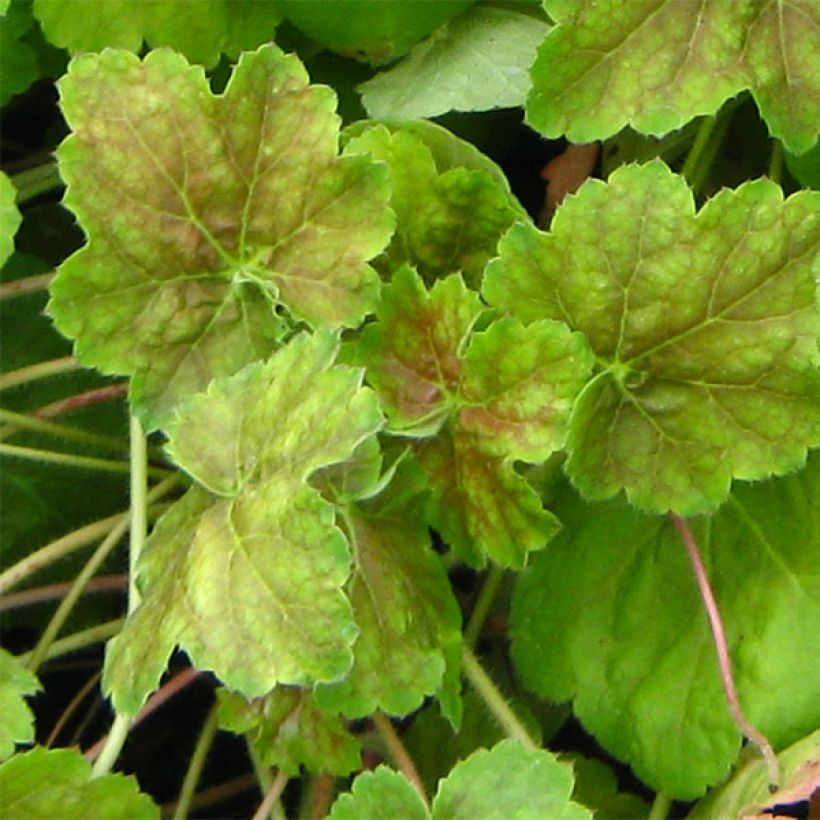 Heuchera Miracle - Purperklokje (Blad)