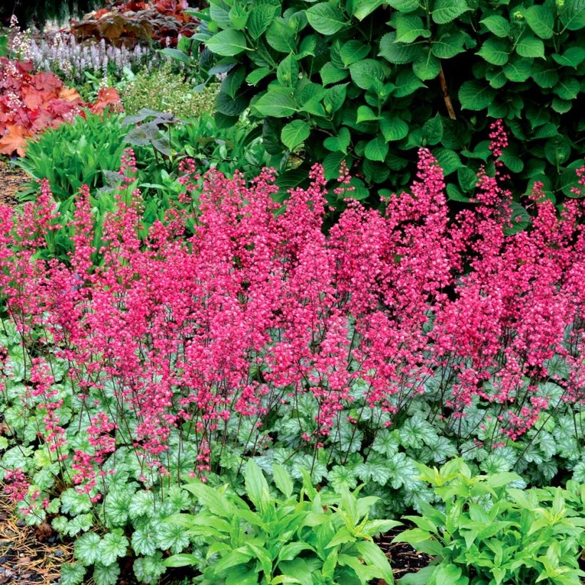 Heuchera Paris - Purperklokje (Groeiplaats)