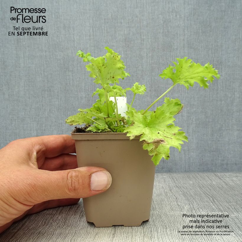 Exemplaar van Heuchera Pear Crisp - Purperklokje Kweekpotje van 8/9 cm zoals geleverd in de herfst