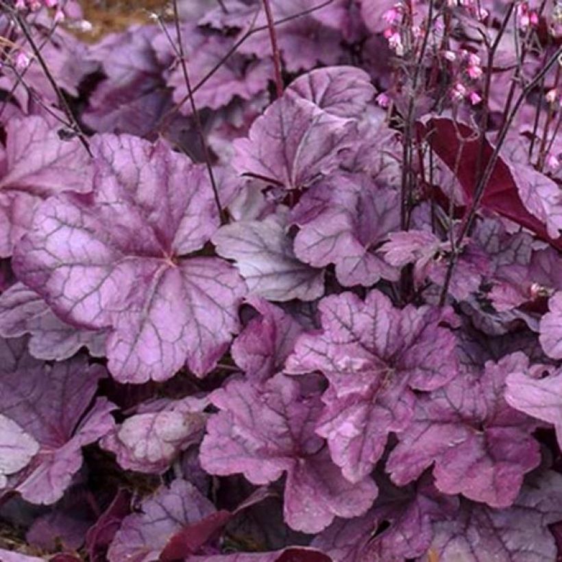 Heuchera Pink Panther - Purperklokje (Blad)