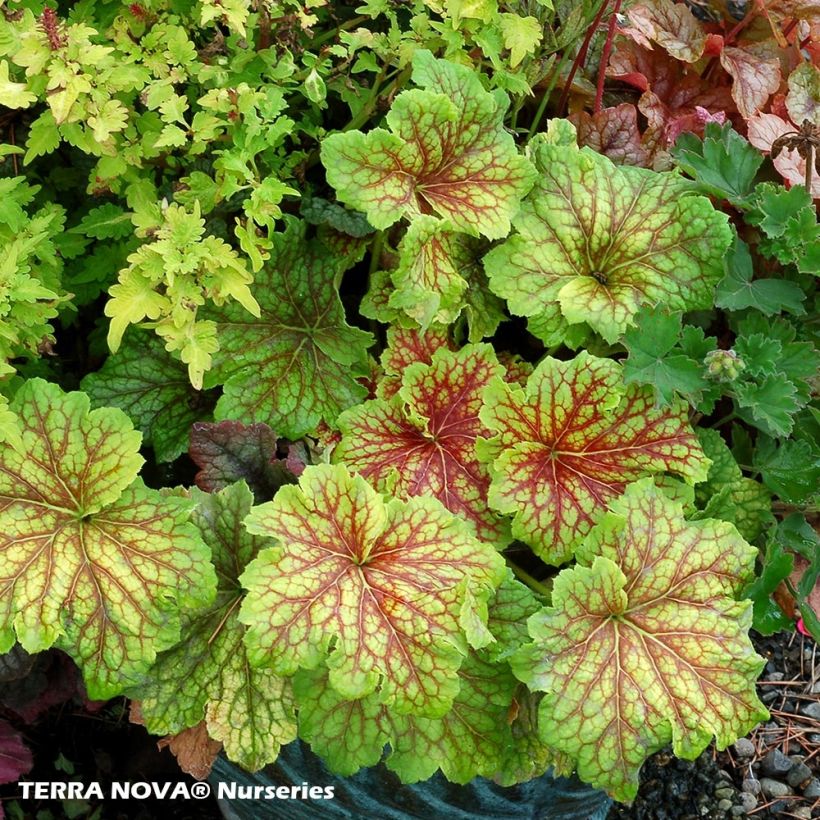 Heuchera Red Lightning - Purperklokje (Groeiplaats)