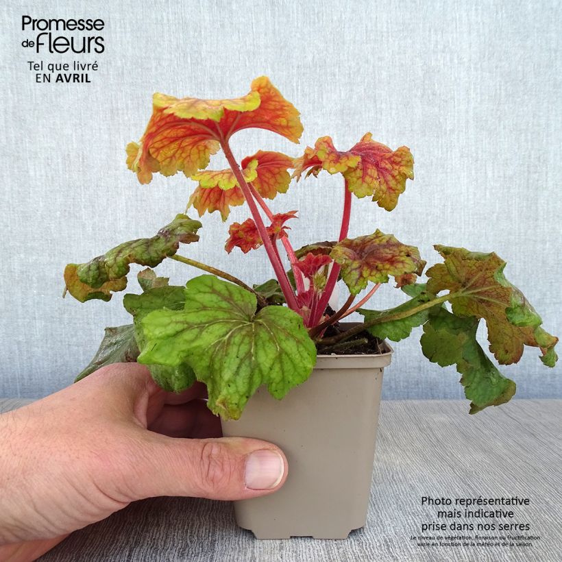 Exemplaar van Heuchera Red Lightning - Purperklokje Kweekpotje van 8/9 cm zoals geleverd in de lente