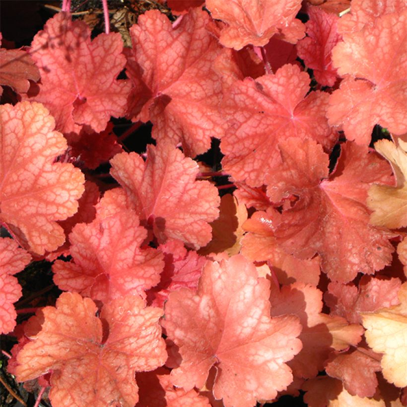 Heuchera Rio - Purperklokje (Blad)