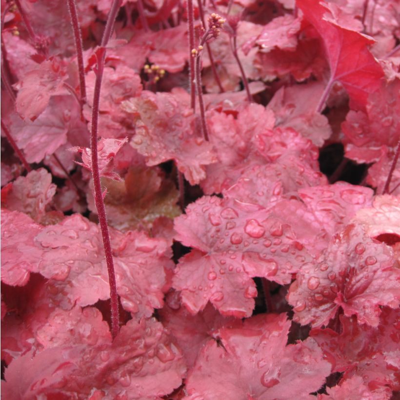 Heuchera Root Beer - Purperklokje (Blad)