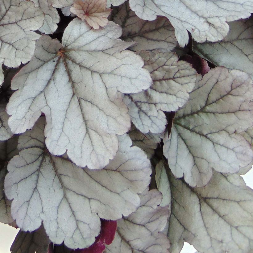 Heuchera Silver Gumdrop - Purperklokje (Blad)