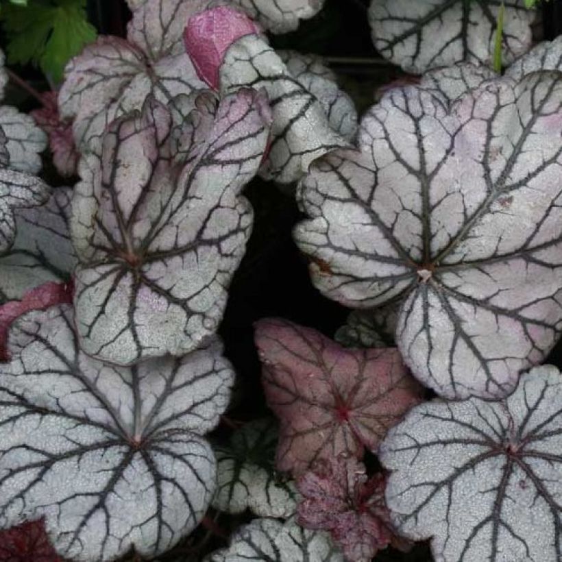 Heuchera Sugar Plum - Purperklokje (Blad)