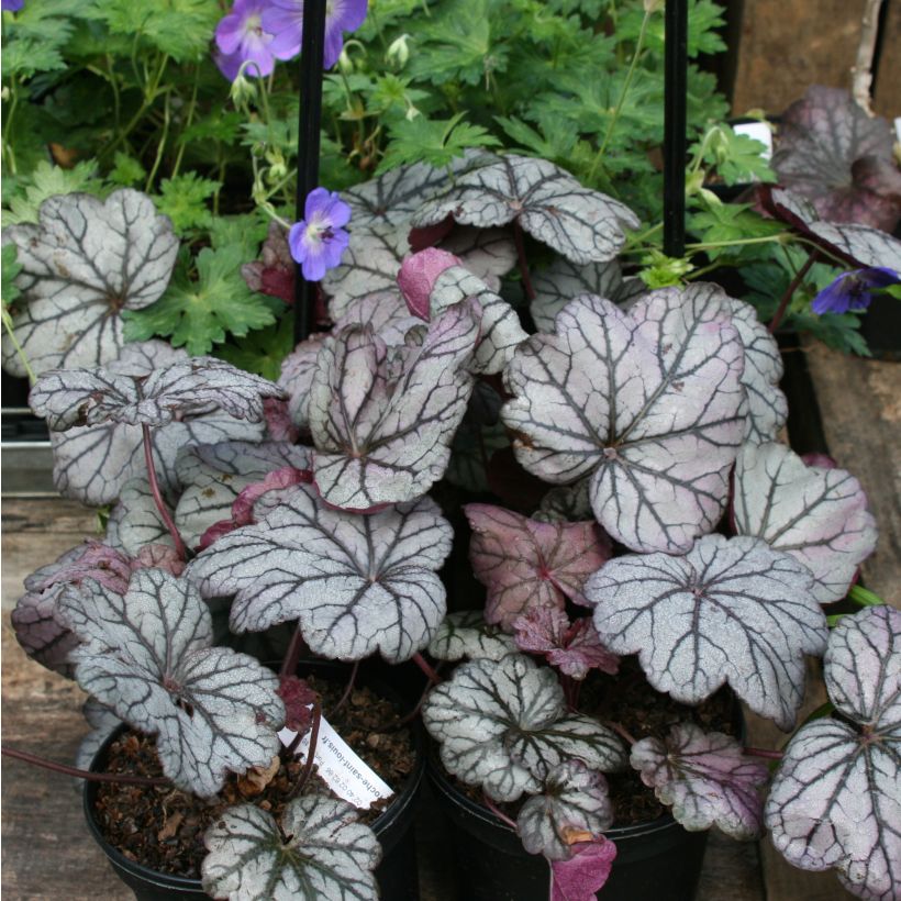 Heuchera Sugar Plum - Purperklokje (Groeiplaats)
