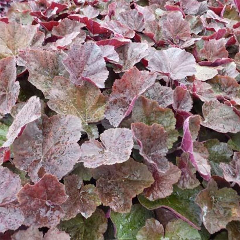Heuchera XXL - Purperklokje (Blad)