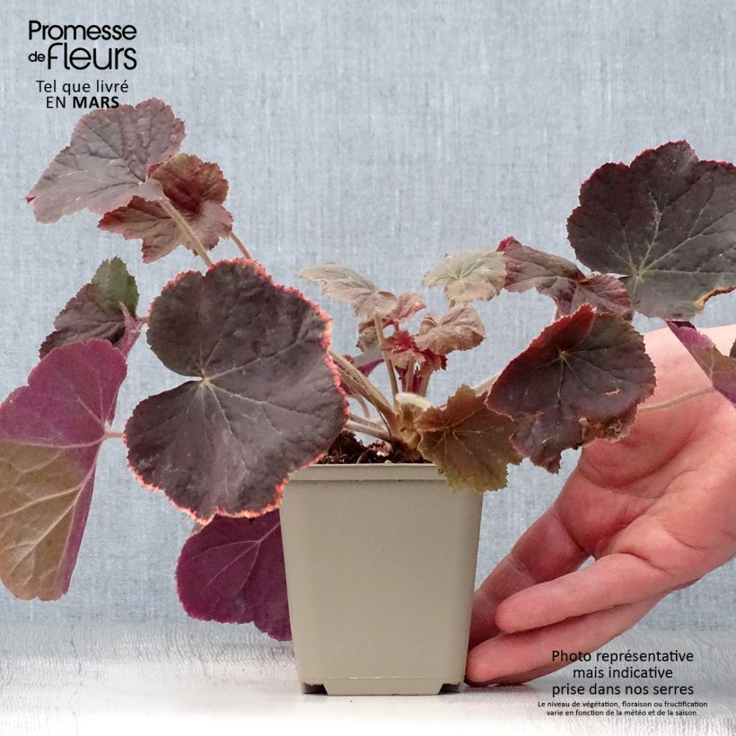Exemplaar van Heuchera XXL - Purperklokje Kweekpotje van 8/9 cm zoals geleverd in de lente