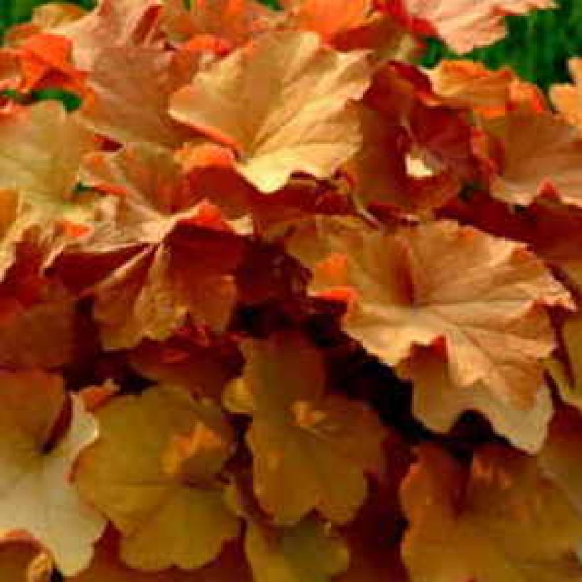 Heuchera Caramel - Purperklokje (Blad)