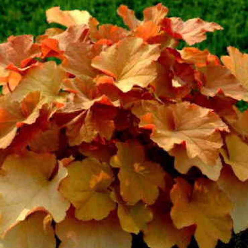 Heuchera Caramel - Purperklokje (Groeiplaats)